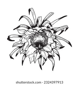 Vector Epiphyllum cactus flower front view. Black and white line illustration of or dragon fruit flower graphic. Tropical exotic flora