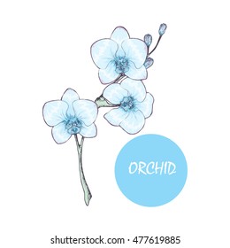 Vector EPS 10 floral background with orchid flower on the branch. Colored graphics. Hand drawing.
