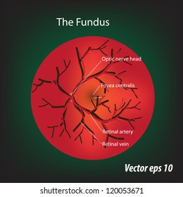 Vector eps 10, Illustration of human fundus.