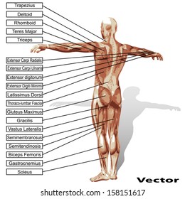 Vector eps concept or conceptual 3D human anatomy and muscle isolated on white background as a metaphor to body,tendon,spine,fit,builder,strong,biological,skinless,shape,posture,health or medical