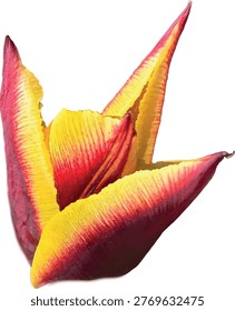 Vector EPS illustration of Tulip ‘Gavota’ with red and yellow petals, isolated on white background. Clean, scalable floral design ideal for print, packaging, branding, and decorative spring themes.