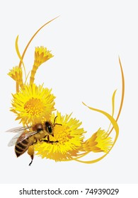 Vector EPS10/ A bee on a flower coltsfoot