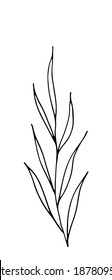 Vector EPS10. Hand drawn vector illustration with plant in doodle style outline drawing isolated on white background (herb, grass, weed). Vector EPS10