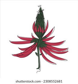 Vector erythrina mulungu flower drawing of one continuous line. Color illustration of erythrina mulungu in the style of one line art