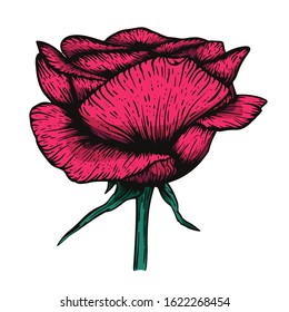 Vector etching handdrawn tatoo style rose illustration. Great for fabric, print and invitation.