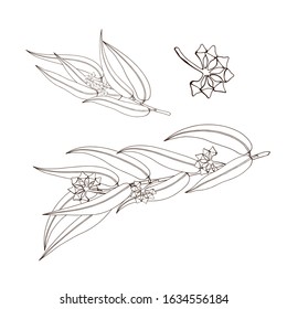 Vector Eucalyptus branch. Black and white engraved ink art. Isolated eucaliptus illustration element.