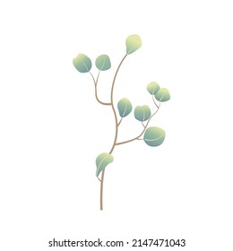 Vector eucalyptus branch in cartoon style on white background isolated