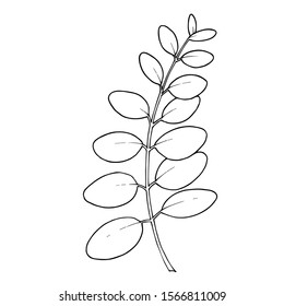 Vector Eucalyptus branch. Exotic tropical hawaiian summer. Palm beach tree leaves jungle botanical. Black and white engraved ink art. Isolated eucaliptus illustration element.