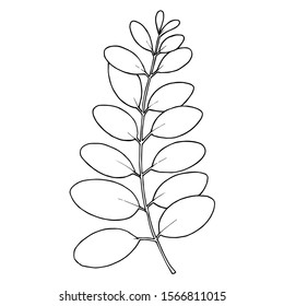 Vector Eucalyptus branch. Exotic tropical hawaiian summer. Palm beach tree leaves jungle botanical. Black and white engraved ink art. Isolated eucaliptus illustration element.