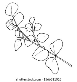 Vector Eucalyptus branch. Exotic tropical hawaiian summer. Palm beach tree leaves jungle botanical. Black and white engraved ink art. Isolated eucaliptus illustration element.