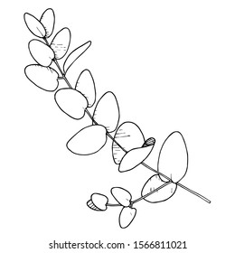 Vector Eucalyptus branch. Exotic tropical hawaiian summer. Palm beach tree leaves jungle botanical. Black and white engraved ink art. Isolated eucaliptus illustration element.