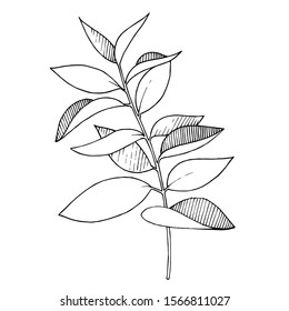 Vector Eucalyptus branch. Exotic tropical hawaiian summer. Palm beach tree leaves jungle botanical. Black and white engraved ink art. Isolated eucaliptus illustration element.