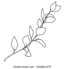 Vector Eucalyptus branch. Exotic tropical hawaiian summer. Palm beach tree leaves jungle botanical. Black and white engraved ink art. Isolated eucaliptus illustration element.