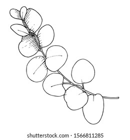 Vector Eucalyptus branch. Exotic tropical hawaiian summer. Palm beach tree leaves jungle botanical. Black and white engraved ink art. Isolated eucaliptus illustration element.