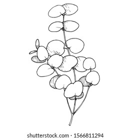 Vector Eucalyptus branch. Exotic tropical hawaiian summer. Palm beach tree leaves jungle botanical. Black and white engraved ink art. Isolated eucaliptus illustration element.