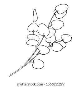 Vector Eucalyptus branch. Exotic tropical hawaiian summer. Palm beach tree leaves jungle botanical. Black and white engraved ink art. Isolated eucaliptus illustration element.