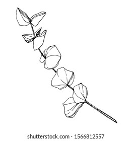 Vector Eucalyptus branch. Exotic tropical hawaiian summer. Palm beach tree leaves jungle botanical. Black and white engraved ink art. Isolated eucaliptus illustration element.