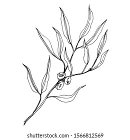 Vector Eucalyptus branch. Exotic tropical hawaiian summer. Palm beach tree leaves jungle botanical. Black and white engraved ink art. Isolated eucaliptus illustration element.