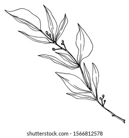 Vector Eucalyptus branch. Exotic tropical hawaiian summer. Palm beach tree leaves jungle botanical. Black and white engraved ink art. Isolated eucaliptus illustration element.