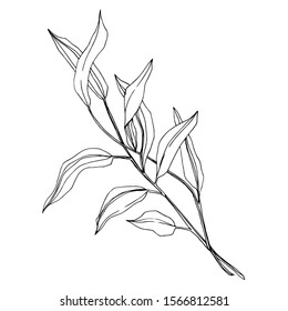 Vector Eucalyptus branch. Exotic tropical hawaiian summer. Palm beach tree leaves jungle botanical. Black and white engraved ink art. Isolated eucaliptus illustration element.