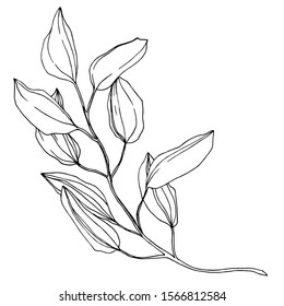 Vector Eucalyptus branch. Exotic tropical hawaiian summer. Palm beach tree leaves jungle botanical. Black and white engraved ink art. Isolated eucaliptus illustration element.