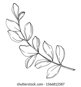 Vector Eucalyptus branch. Exotic tropical hawaiian summer. Palm beach tree leaves jungle botanical. Black and white engraved ink art. Isolated eucaliptus illustration element.