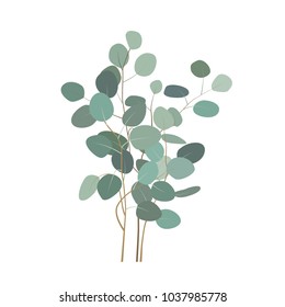 Vector eucalyptus branches or bouquet. Hand painted eucalyptus elements isolated on white background.