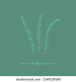 Vector eucalyptus branches or bouquet. Hand drawn eucalyptus elements isolated on teal background. Line illustration
