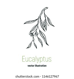 Vector eucalyptus hand drawn illustration.Hand drawn eucalyptus flowers.Healing and cosmetics herb.Medical plant. Great for traditional medicine design. Great design for natural and organic products.