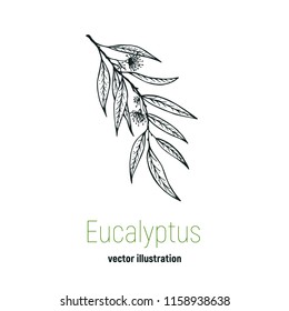 Vector eucalyptus hand drawn illustration.Hand drawn eucalyptus flowers.Healing and cosmetics herb.Medical plant. Great for traditional medicine design. Great design for natural and organic products.