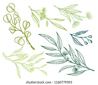 Vector eucalyptus hand drawn illustration.Hand drawn eucalyptus flowers.Healing and cosmetics herb.Medical plant. Great for traditional medicine design. Great design for natural and organic products.