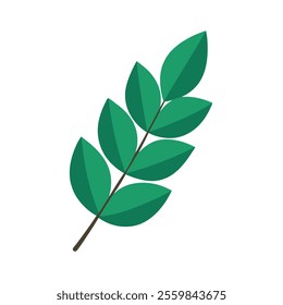 vector of eucalyptus leaf on white