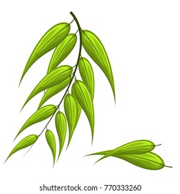 Vector eucalyptus leaf set isolated on white background