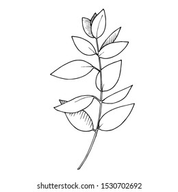 Vector Eucalyptus leaves branch. Exotic tropical hawaiian summer. Leaf plant botanical floral foliage. Black and white engraved ink art. Isolated branches illustration element.