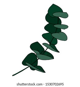 Vector Eucalyptus leaves branch. Exotic tropical hawaiian summer. Leaf plant botanical floral foliage. Black and white engraved ink art. Isolated branches illustration element.