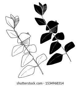 Vector Eucalyptus leaves branch. Exotic tropical hawaiian summer. Leaf plant botanical floral foliage. Black and white engraved ink art. Isolated branches illustration element.