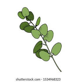 Vector Eucalyptus leaves branch. Exotic tropical hawaiian summer. Leaf plant botanical floral foliage. Black and white engraved ink art. Isolated branches illustration element.
