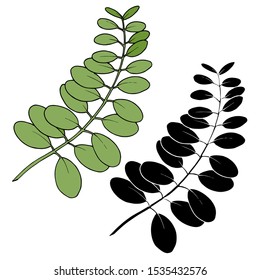 Vector Eucalyptus leaves branch. Exotic tropical hawaiian summer. Leaf plant botanical floral foliage. Black and white engraved ink art. Isolated branches illustration element.