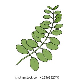 Vector Eucalyptus leaves branch. Exotic tropical hawaiian summer. Leaf plant botanical floral foliage. Black and white engraved ink art. Isolated branches illustration element.