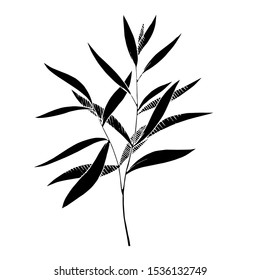 Vector Eucalyptus leaves branch. Exotic tropical hawaiian summer. Leaf plant botanical floral foliage. Black and white engraved ink art. Isolated branches illustration element.