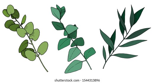 Vector Eucalyptus leaves branch. Exotic tropical hawaiian summer. Leaf plant botanical floral foliage. Black and white engraved ink art. Isolated branches illustration element.