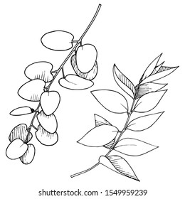 Vector Eucalyptus leaves branch. Exotic tropical hawaiian summer. Leaf plant botanical floral foliage. Black and white engraved ink art. Isolated branches illustration element.