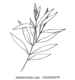 Vector Eucalyptus leaves branch. Exotic tropical hawaiian summer. Leaf plant botanical floral foliage. Black and white engraved ink art. Isolated branches illustration element.