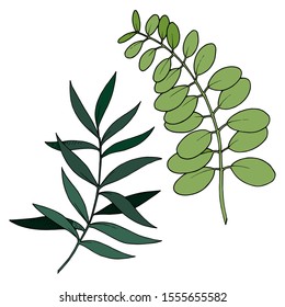 Vector Eucalyptus leaves branch. Exotic tropical hawaiian summer. Leaf plant botanical floral foliage. Black and white engraved ink art. Isolated branches illustration element.