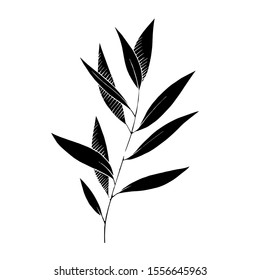 Vector Eucalyptus leaves branch. Exotic tropical hawaiian summer. Leaf plant botanical floral foliage. Black and white engraved ink art. Isolated branches illustration element.