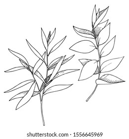 Vector Eucalyptus leaves branch. Exotic tropical hawaiian summer. Leaf plant botanical floral foliage. Black and white engraved ink art. Isolated branches illustration element.