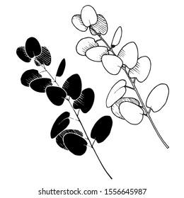 Vector Eucalyptus leaves branch. Exotic tropical hawaiian summer. Leaf plant botanical floral foliage. Black and white engraved ink art. Isolated branches illustration element.