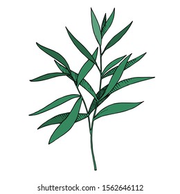 Vector Eucalyptus leaves branch. Exotic tropical hawaiian summer. Leaf plant botanical floral foliage. Black and white engraved ink art. Isolated branches illustration element.
