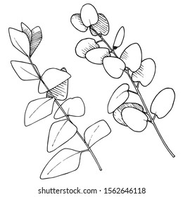 Vector Eucalyptus leaves branch. Exotic tropical hawaiian summer. Leaf plant botanical floral foliage. Black and white engraved ink art. Isolated branches illustration element.
