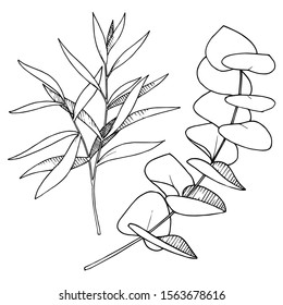 Vector Eucalyptus leaves branch. Exotic tropical hawaiian summer. Leaf plant botanical floral foliage. Black and white engraved ink art. Isolated branches illustration element.